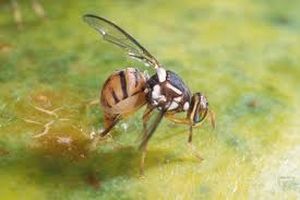 uploads/images/pest/fruit fly.jpg
